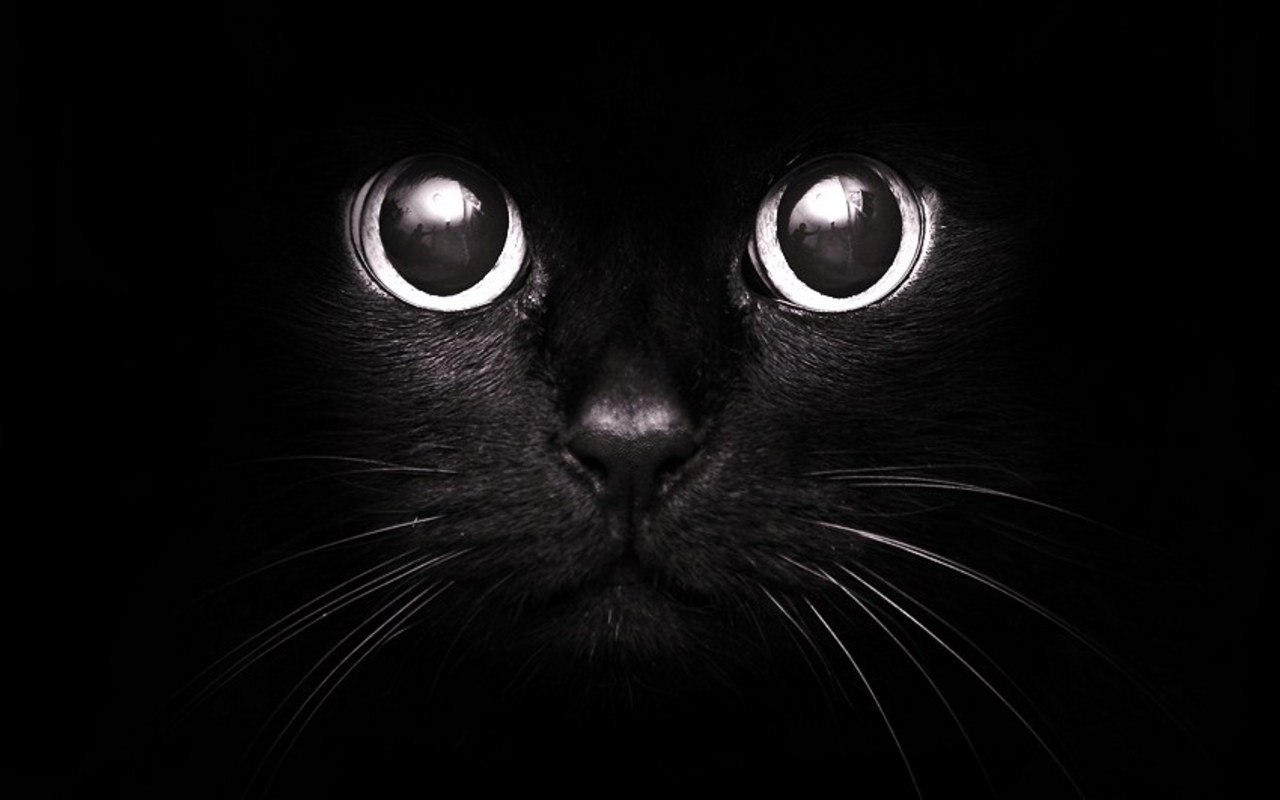 Черная кошка