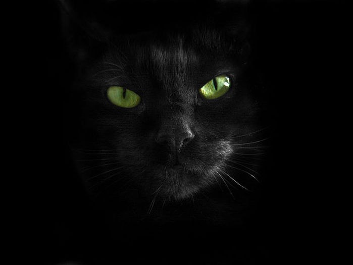 Кошка без уха