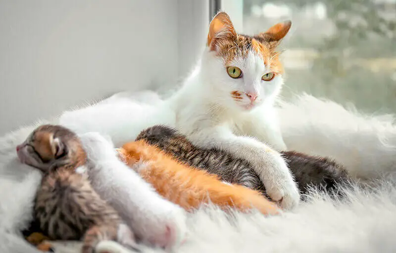Кошка сгорела, спасая котят: Поступок настоящий матери
