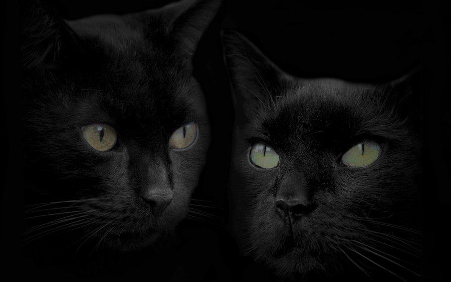 Кошкина детка