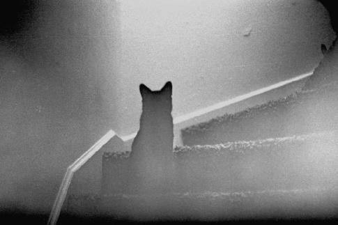 Кот Ништяк