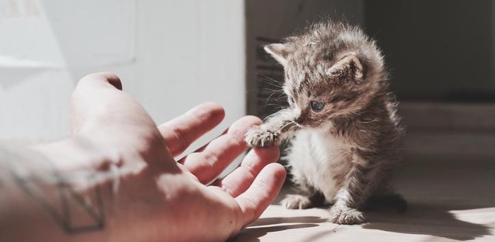 Котенок из заброшки. 12+