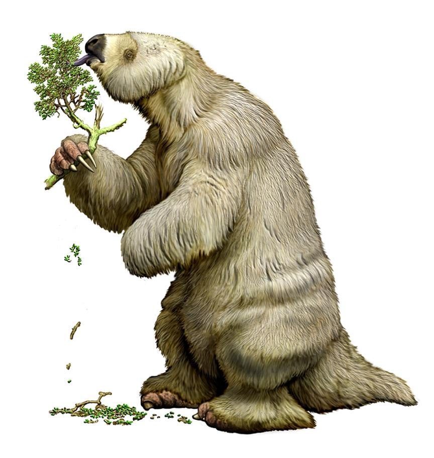 Мегатерий