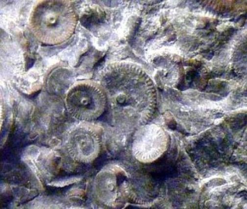 На Камчатке нашли машину возрастом 400 миллионов лет