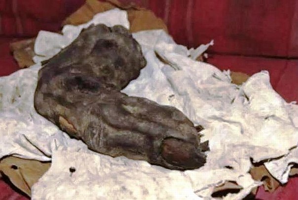 Тайна ужасного пальца из Египта