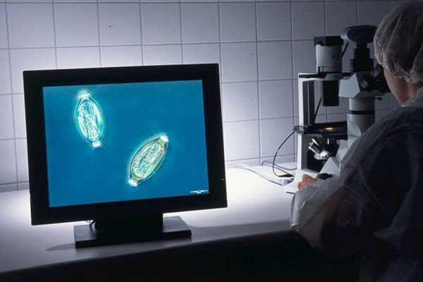 Яйца червей-паразитов могут одобрить для употребления в пищу в Германии